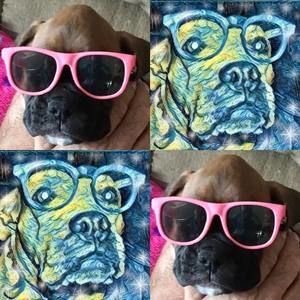 Meet your Posher, Frank